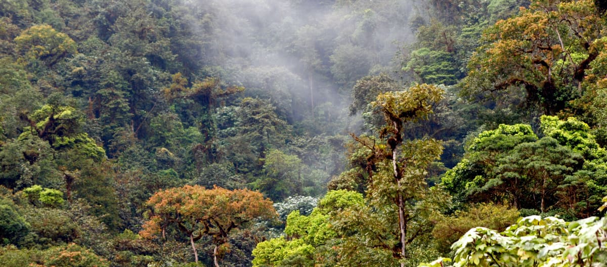 Bosque nublado Los Cedros, Ecuador