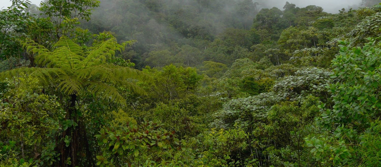 Bosque Protector Los Cedros, Intag, provincia Imbabura, Ecuador