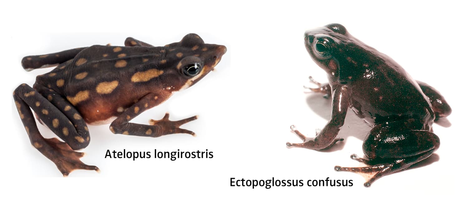 Especies de rana Atelopus longirostris y Ectopoglossus confusus
