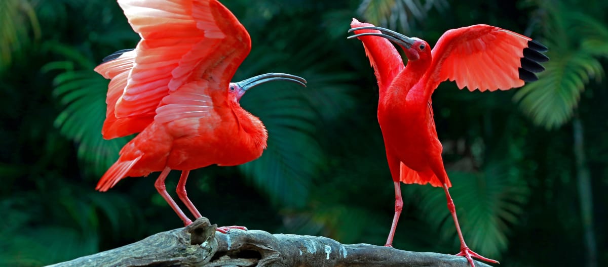 Dos ibis escarlata en una rama