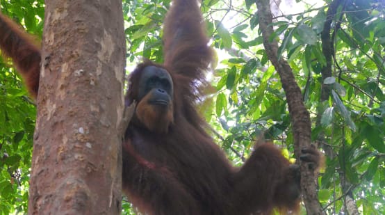 Un orangután de Sumatra en un árbol