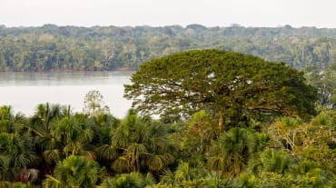 Vista de los árboles y río en el Parque Nacional Yasuní, Ecuador