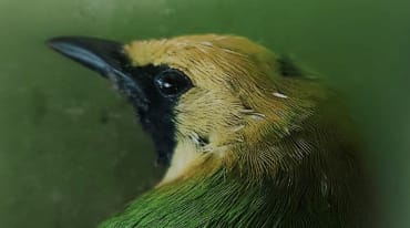 Primer plano de la cabeza de un ave verde con la frente amarilla