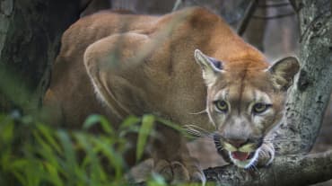 Un puma acecha en la rama de un árbol