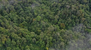 Selva tropical en el Parque Nacional Leuser