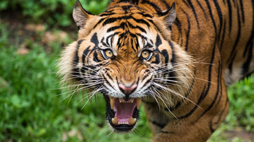 Tigre de Sumatra, amenazado de extinción en un primer plano