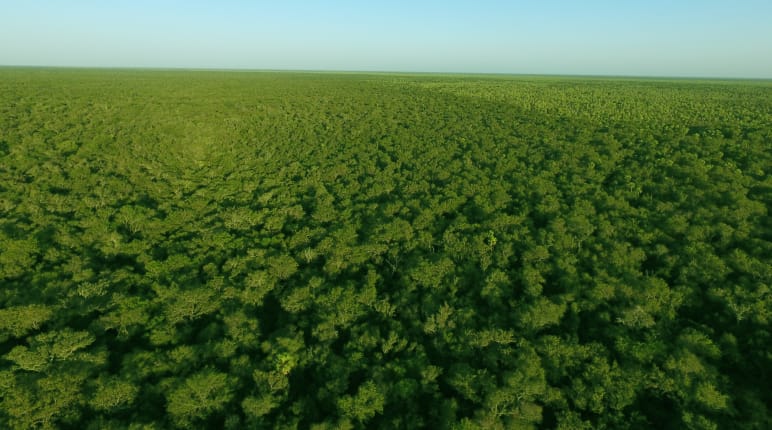 Bosque intacto, Chaco Paraguayo