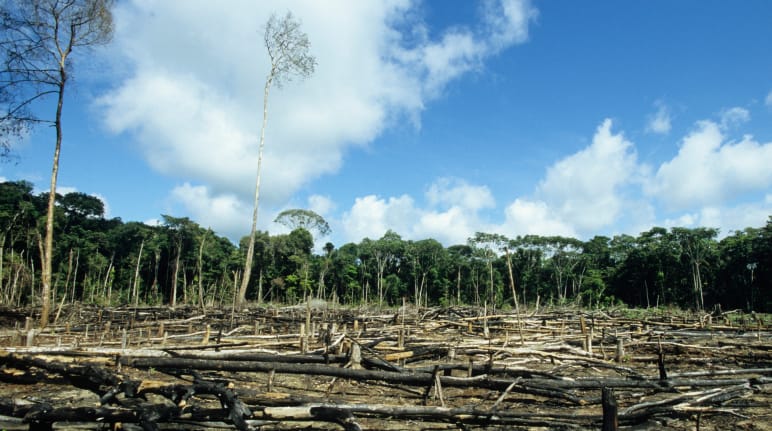 Tala de la selva amazónica para expansión de agronegocios