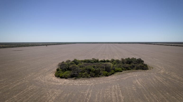 Una pequeña porción de bosque rodeada de deforestación masiva, lo que queda tras el paso de las topadoras