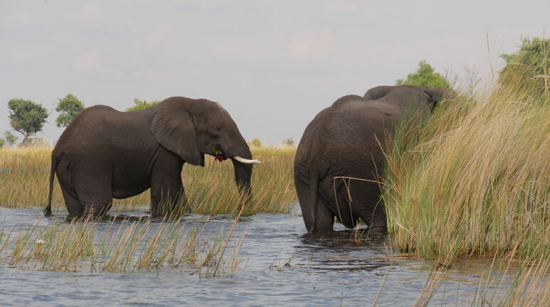 Elefantes en el Delta del Okavango en Botswana