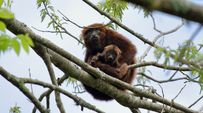 Mono aullador rojo austral (Alouatta guariba clamitans) sentado con una cría en la copa de un árbol