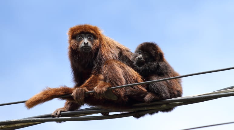 Un mono aullador rojo austral se sienta en los cables de alta tensión con una cría