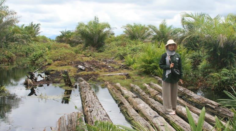 Una persona de AWF de pie sobre unos troncos en una turbera, rodeada de palmas de aceite