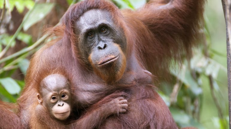 Orangután con su bebé