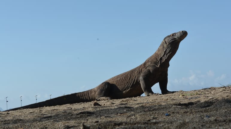 Un dragón de Komodo mira hacia arriba