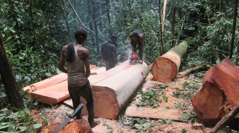 Crimen en Nigeria - Las talas deben parar - Salva la Selva