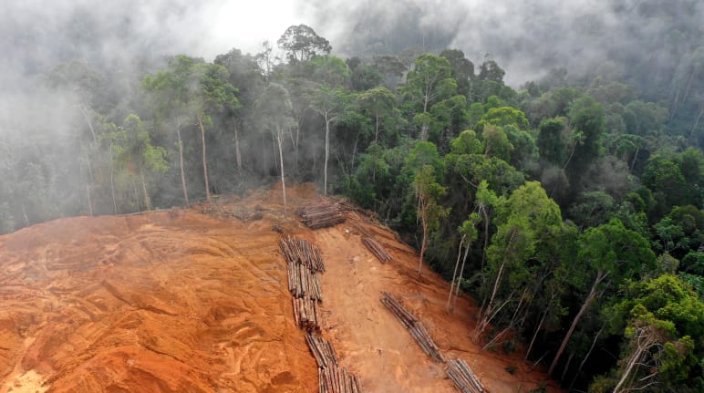 Vista aérea de una superficie de selva tropical deforestada con los troncos talados apilados, en contraste con la selva aún intacta.