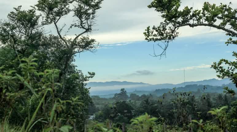 La reserva natural de Morowali alberga ganado salvaje de Anoa, cerdos de Sulawesi y los tarsios, pequeños macacos de Sulawesi Vista general de la reserva Natural de Morowali