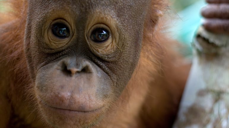 Primer plano de la cara de un joven orangután