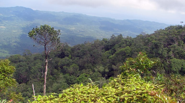 Paisaje boscoso de montaña, destaca en primer plano un árbol alto