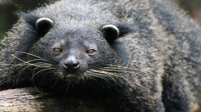 Gato oso de Palawan, animal parecido a un oso negro con largos bigotes, está tumbado en el tronco de un árbol y mira a la cámara