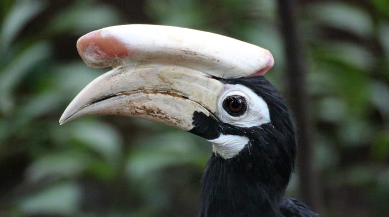 Vista del perfil de un cálao de Palawan, (Anthracoceros marchei) ave de color negro. Tiene una especie de cuerno, tan grande como su pico blanco. Sus ojos tienen un delineado blanco