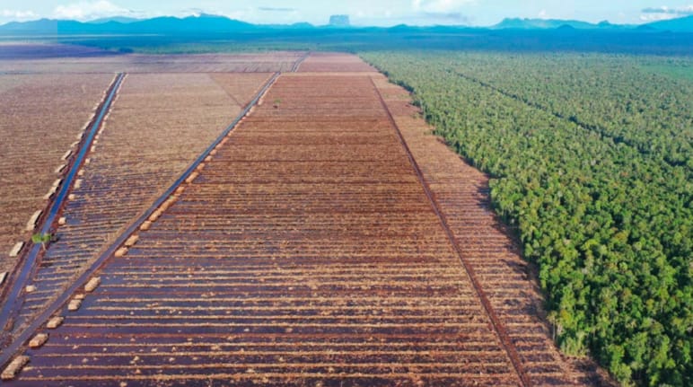 Izquierda: deforestación para la industria papelera, derecha: bosque virgen