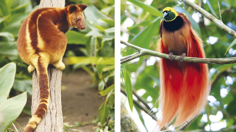 Biodiversidad en Papúa: canguro arborícola sobre un tronco a la izquierda y ave del paraíso sobre una rama a la derecha