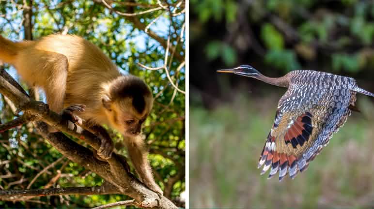 Su hábitat es cada vez más pequeño: el mono capuchino (Cebus kaapori) está en peligro crítico de extinción. El pavito de agua o ave sol (Eurypyga helias) vive en América Central y del Sur a orillas de ríos y lagos, y depende del agua limpia para vivir Collage Biodiversidad Brasil: a la izquierda, mono capuchino, a la derecha, pavito de agua.