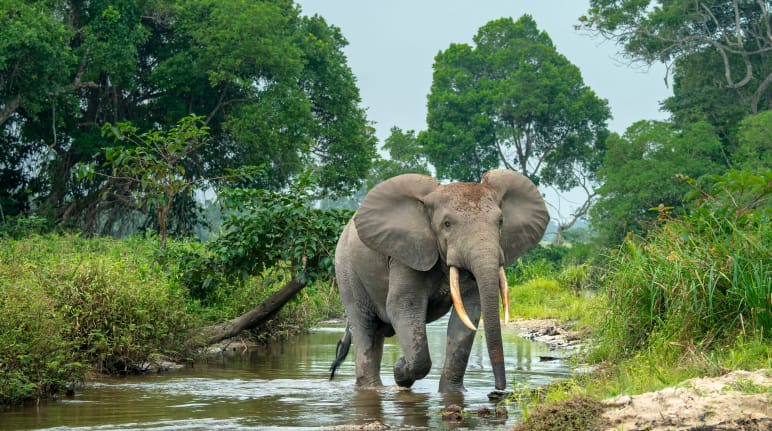 Elefante africano.