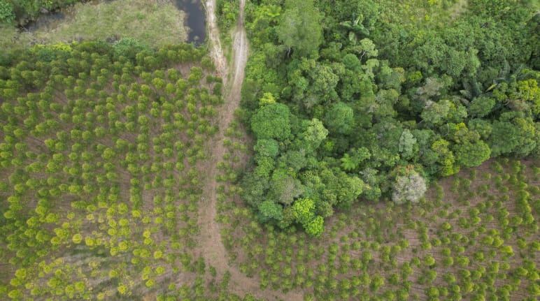 Las plantaciones de eucalipto de TPL están reduciendo la selva tropical