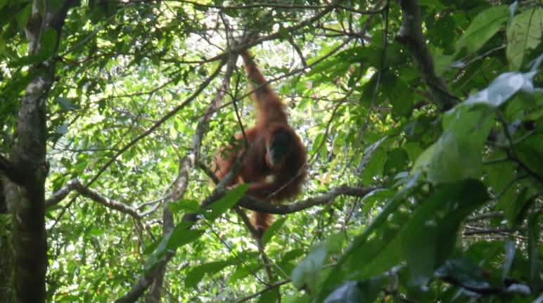 Los árboles frutales del nuevo bosque atraen cada vez a más orangutanes Un orangután en un árbol