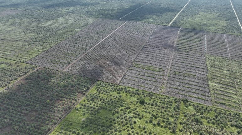 Foto desde un dron de nuevas plantaciones de palma aceitera