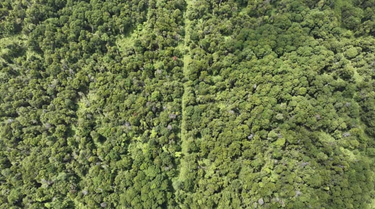 Foto tomada con dron de un bosque de turbera