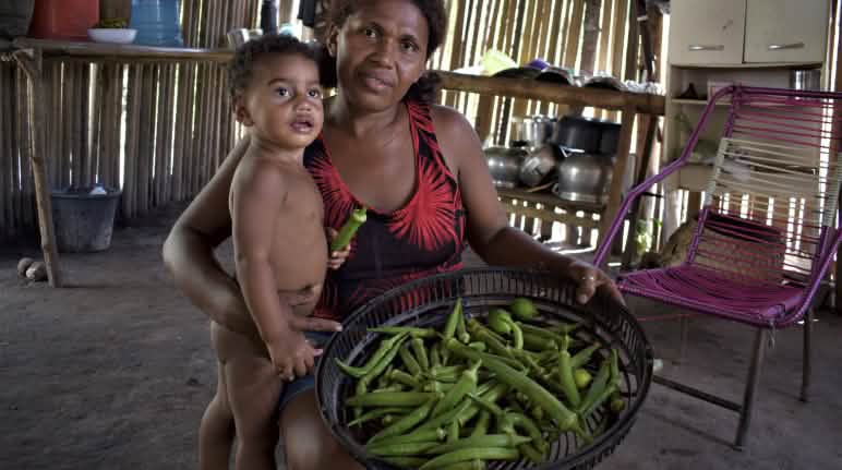 Tras haber recuperado tierras, las familias pueden volver a sus actividades agrícolas, como la siembra de okra Familia muestra a la cámara su cosecha de okra