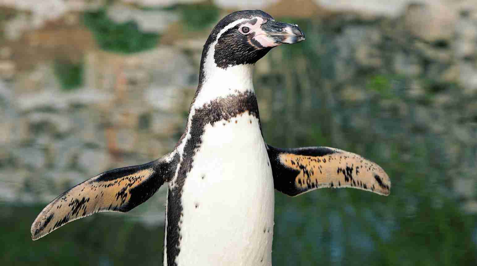 Un área protegida para los pingüinos en Chile - Salva la Selva