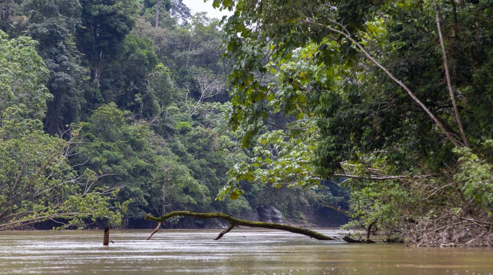 Vista de la vegetación y río en el Parque Nacional Yasuní