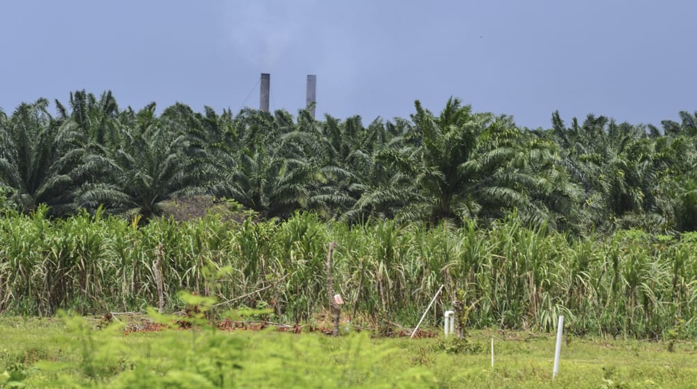 Palmas de aceite en el valle del Aguan, Honduras