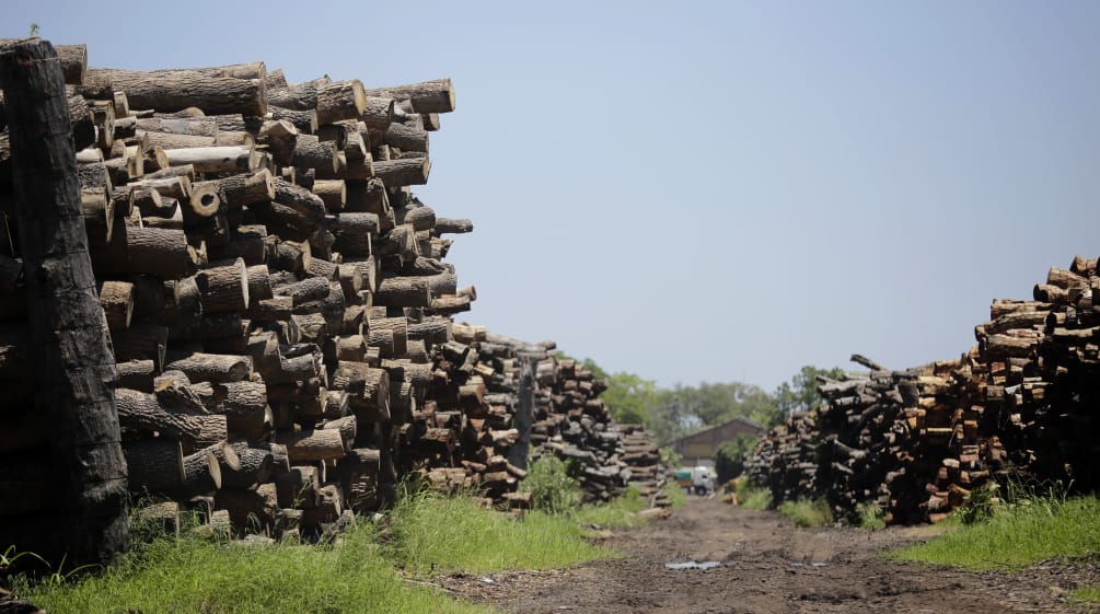 Madera cortada procedente del bosque de Chaco apilada para ser utilizada por la industria