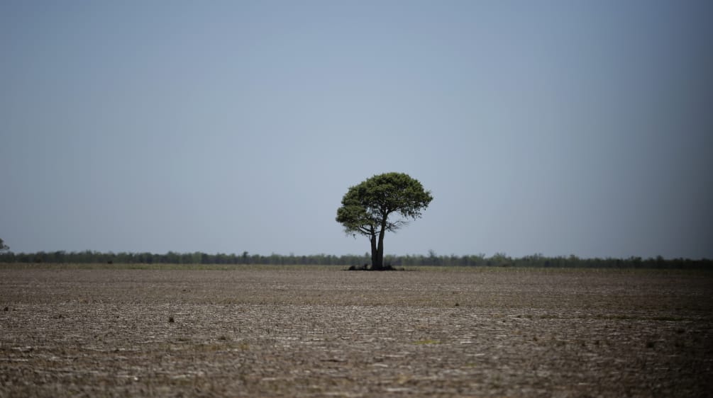 Sólo queda un árbol después de que pasaran las topadoras por el bosque de Chaco, Argentina.