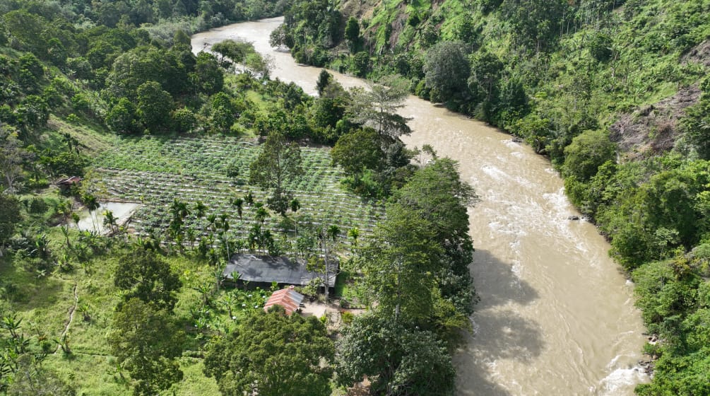 Una foto tomada con un dron que muestra un vivero de árboles y un bosque junto al río