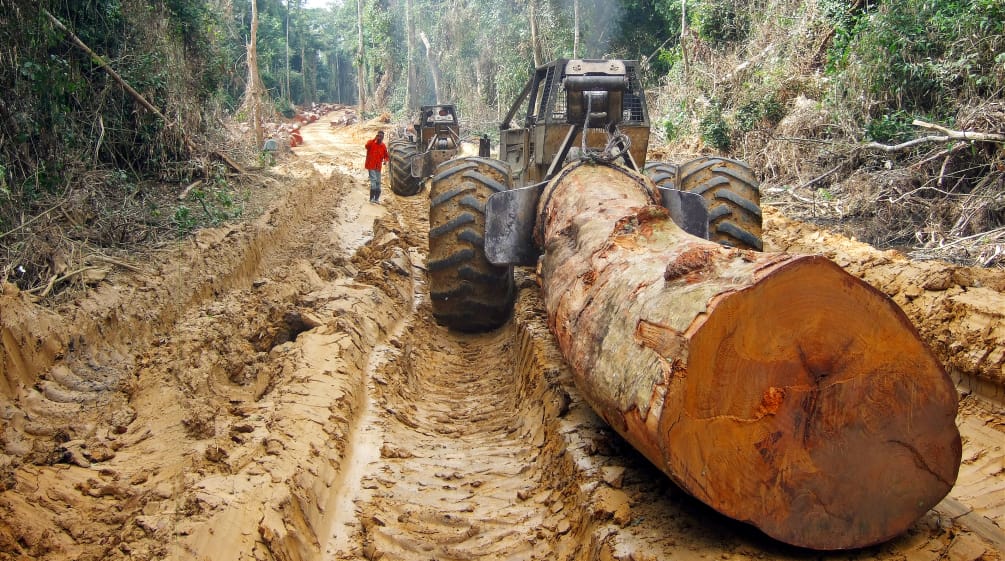 Tronco de un árbol tropical gigante arrancado por un tractor maderero en la selva en África Central