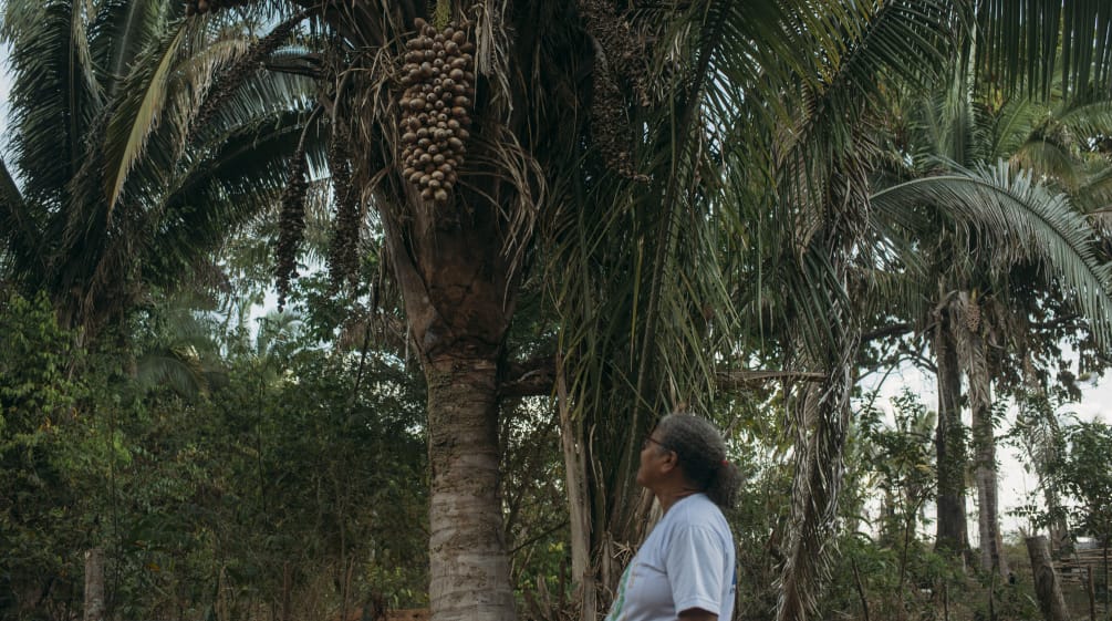 Una mujer contempla una palmera babasú y sus frutos colgantes