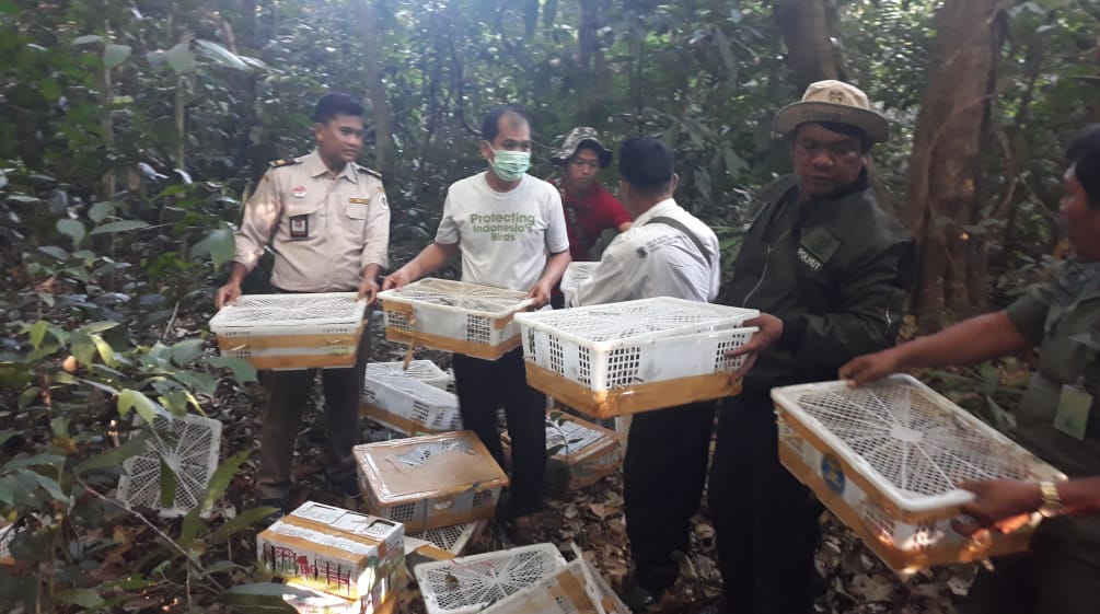 Alto al contrabando de fauna salvaje: nuestra organización aliada FLIGHT de Indonesia se dedica a liberar aves silvestres del tráfico ilegal