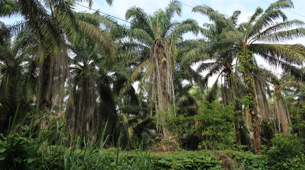 Palma aceitera en el norte de Ecuador, provincia Esmeraldas