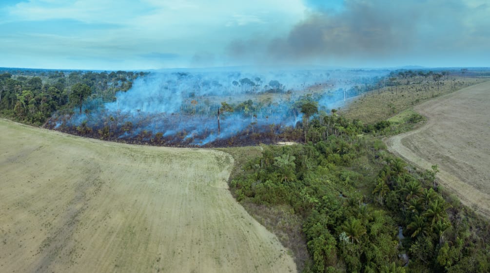 En la imagen se aprecia cómo la deforestación masiva por tala y quema abre paso a nuevos monocultivos