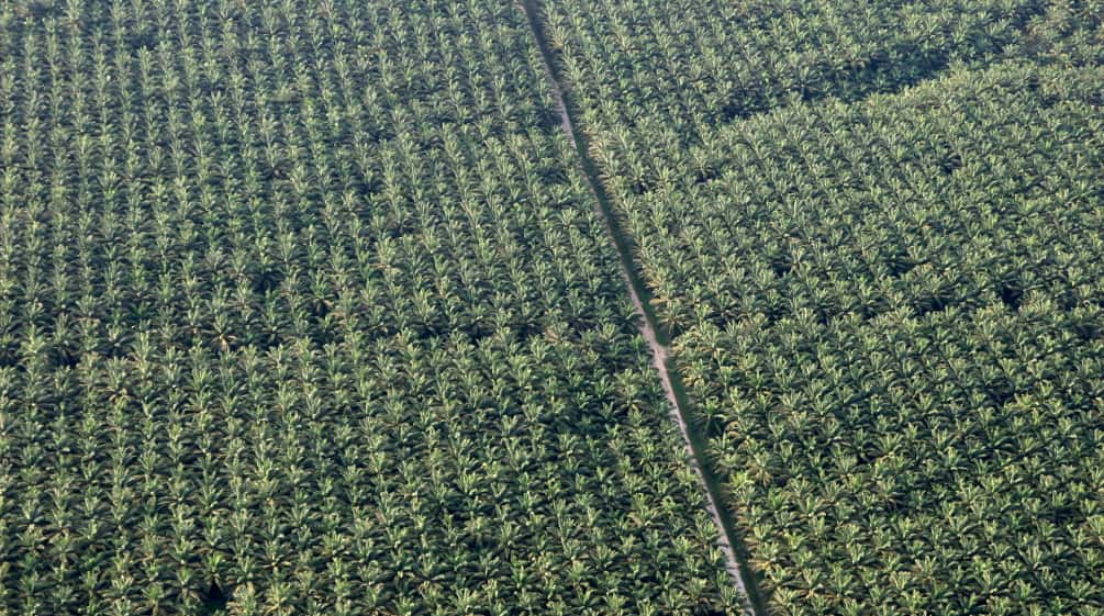 Palma aceitera, plantación en Perú.