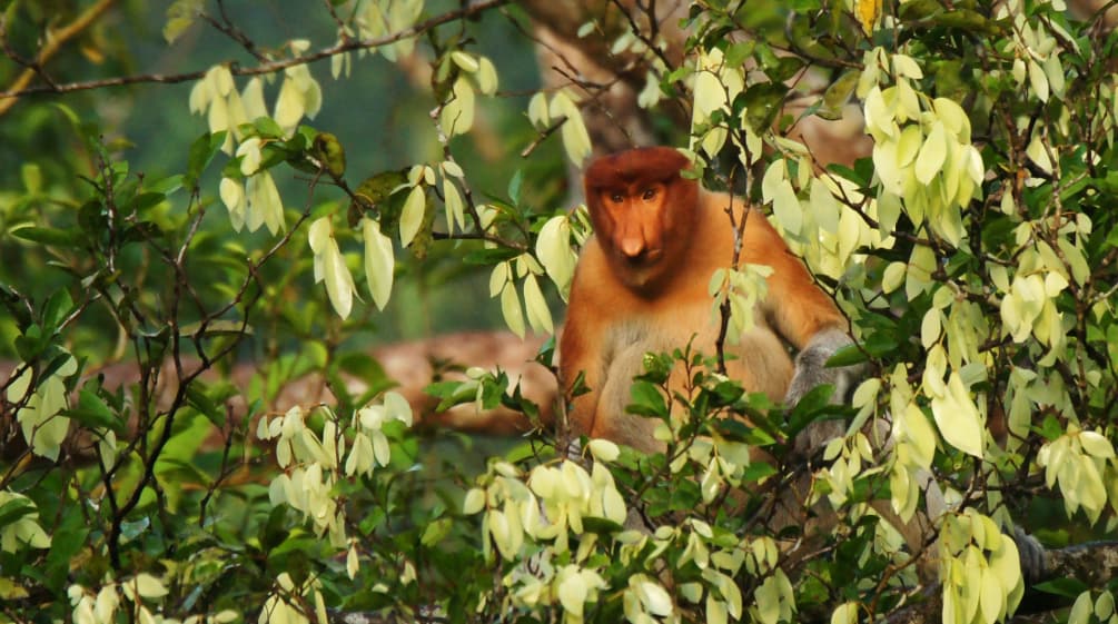 Mono narigudo en un árbol