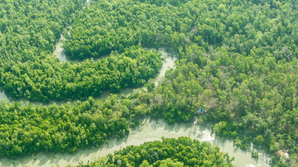 Vista aérea de río serpenteante a través de la selva tropical