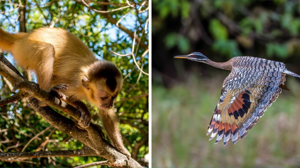 Collage Biodiversidad Brasil: a la izquierda, mono capuchino, a la derecha, pavito de agua.